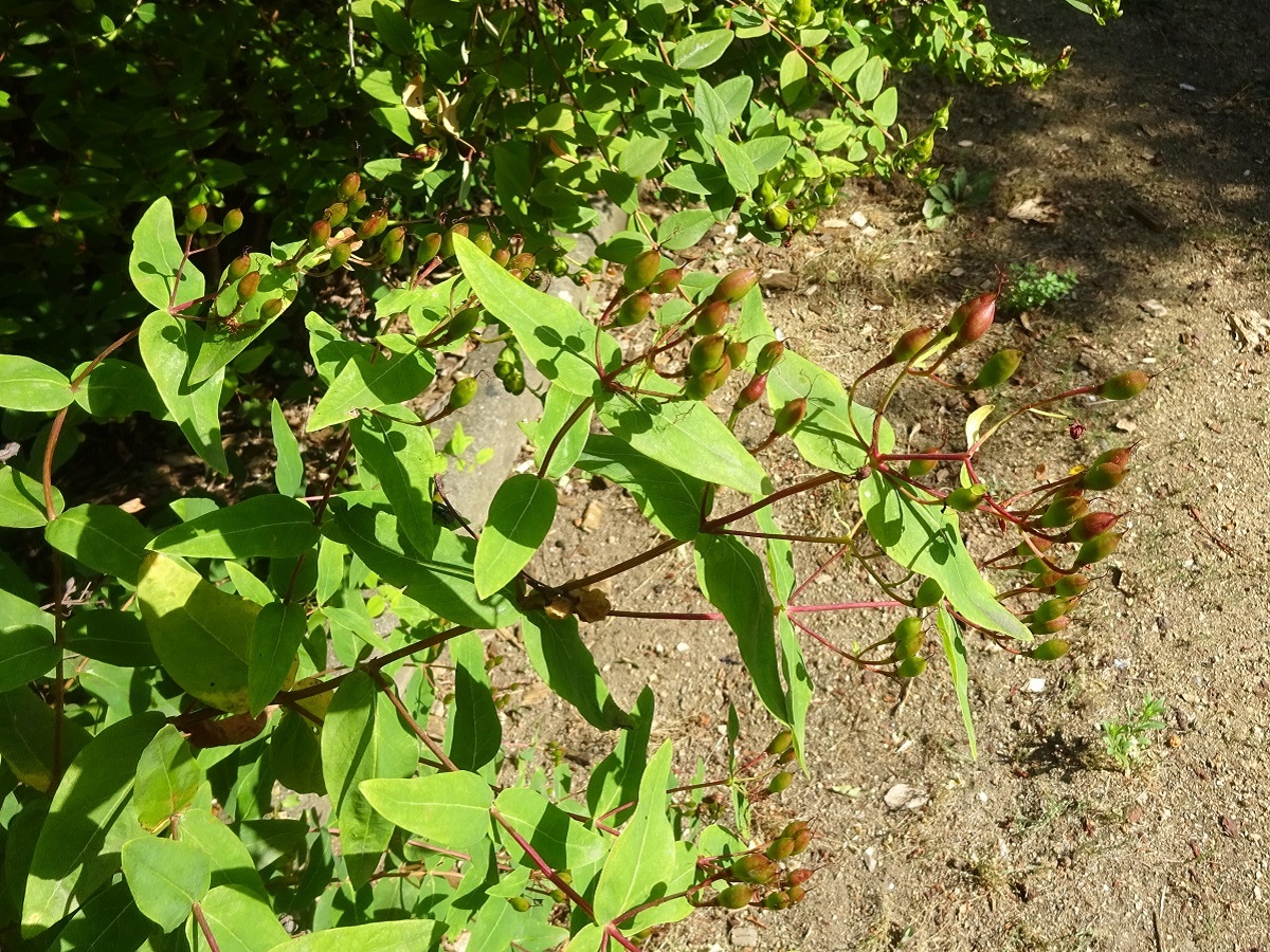 Hypericum hircinum subsp. majus (Hypericaceae)